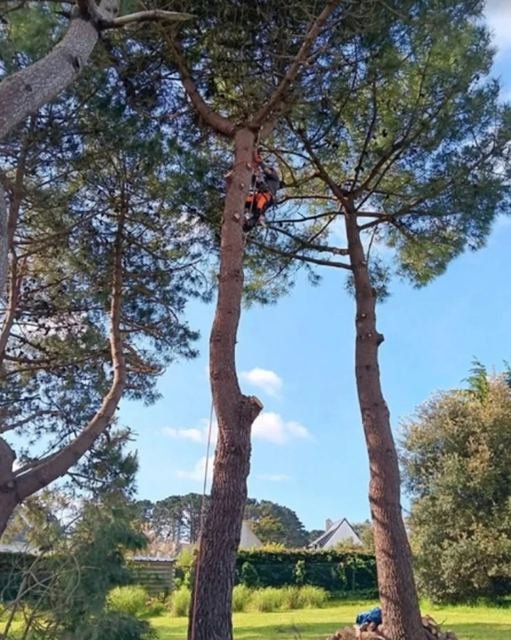 Élagage d'un grand pin